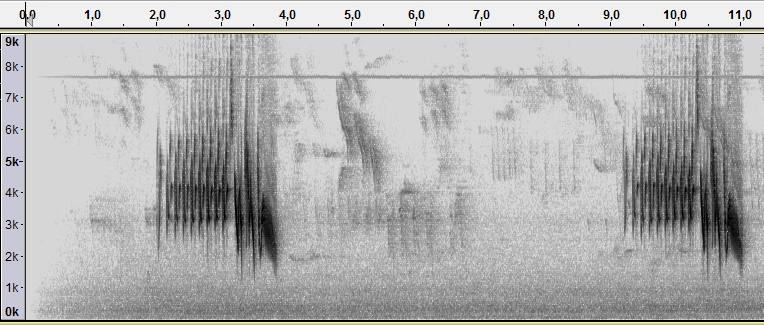SpektrogramFringillaCoelebsSpevAnglicko.jpg